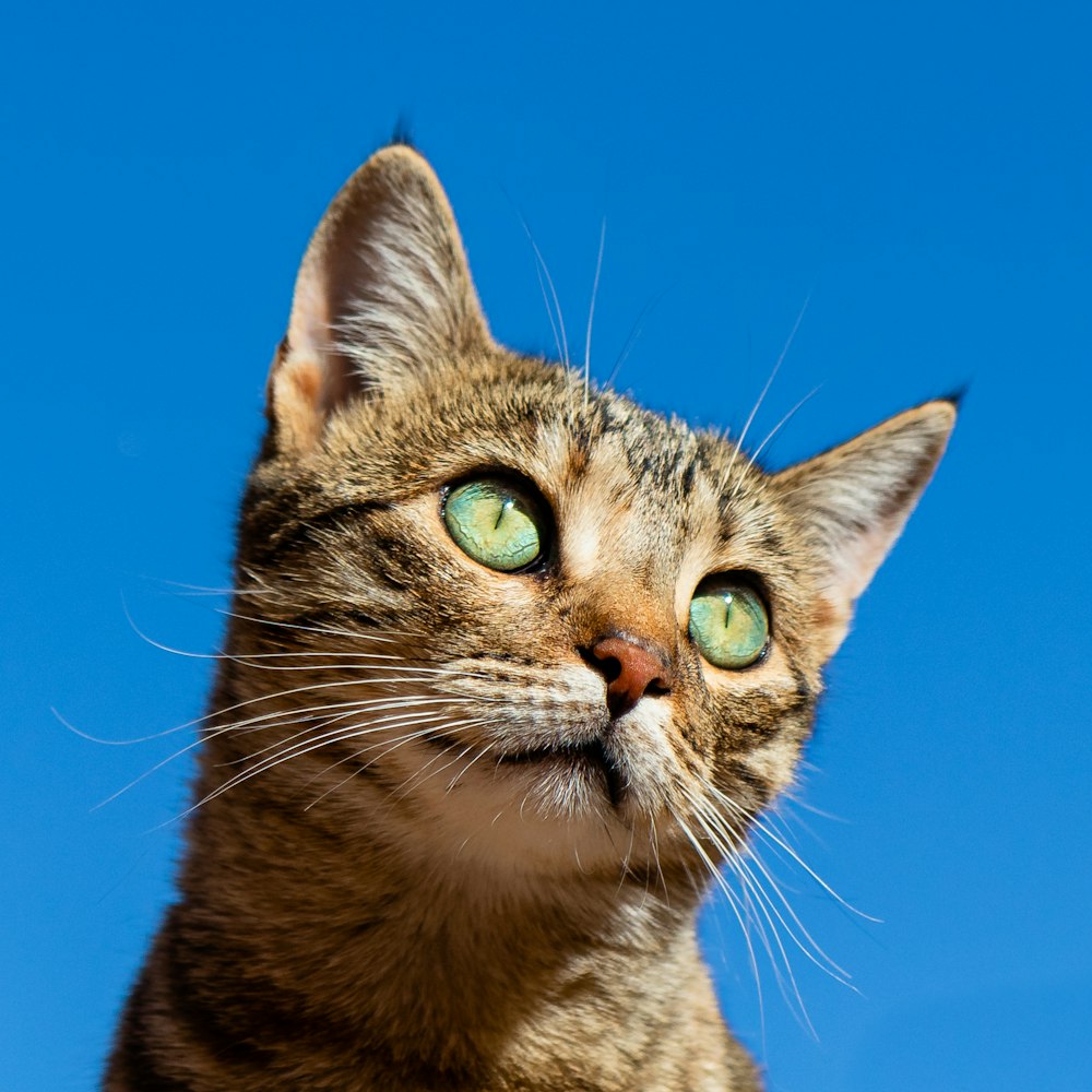Gato resgatado